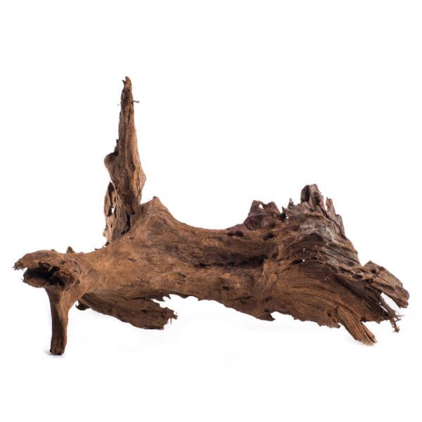 Mangroverot Medium 23-30 cm