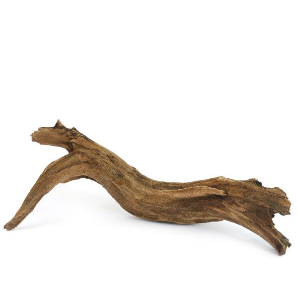 Mangroverot Medium 23-30 cm