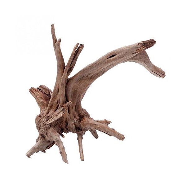Mangroverot Medium 23-30 cm