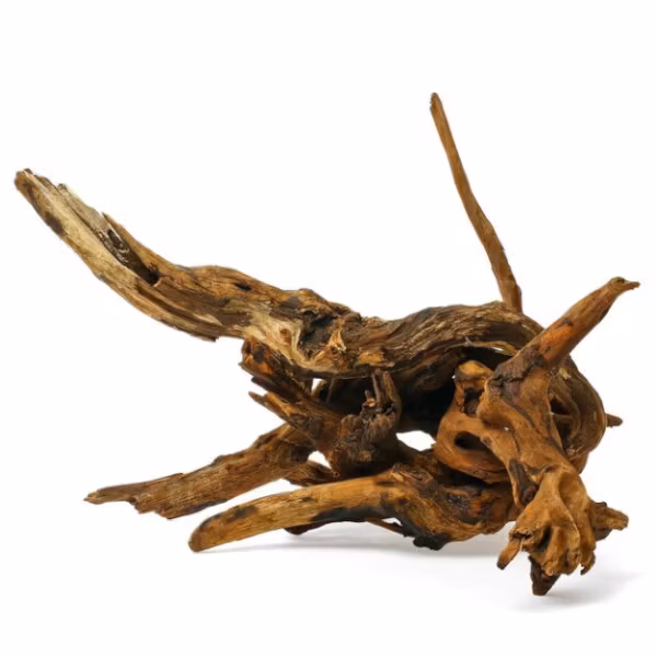 Mangroverot Large 30-40 cm