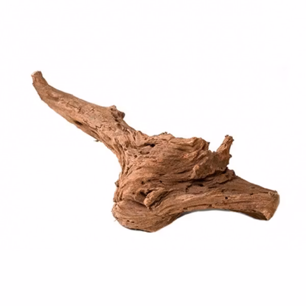 Mangroverot Large 30-40 cm