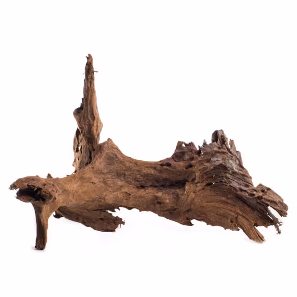 Mangroverot Large 30-40 cm