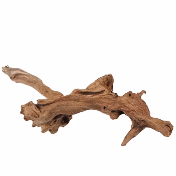 Mangroverot Large 30-40 cm