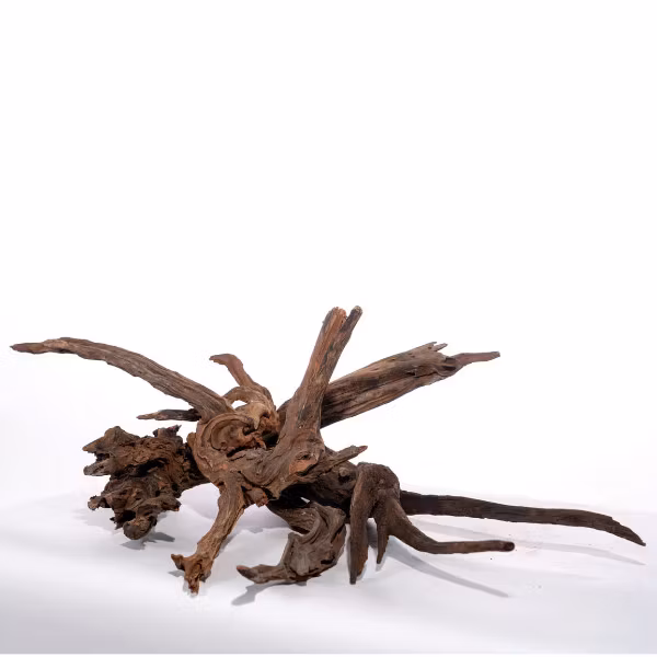 Mangroverot Large 30-40 cm