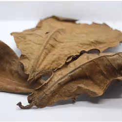 Catappa-löv XL 24-35 cm