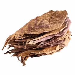 Catappa-löv XL 24-35 cm