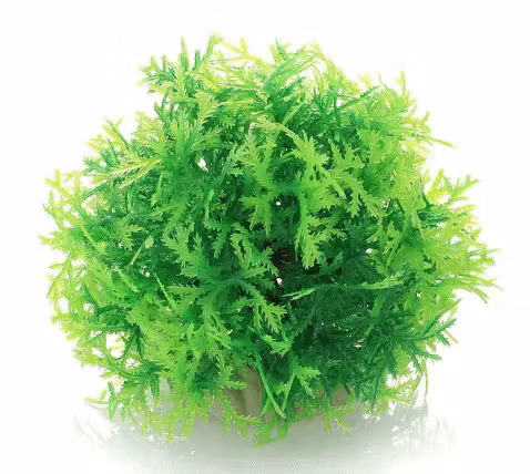 mossboll