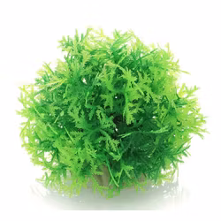 Mossboll Grön Stor - Taxiphyllum Barbieri