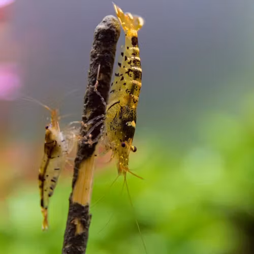 Shrimp Lolly - Mineral