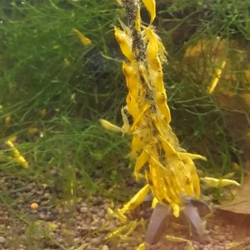 Shrimp Lolly - Mineral