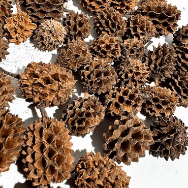 Casuarina pod - 10 st