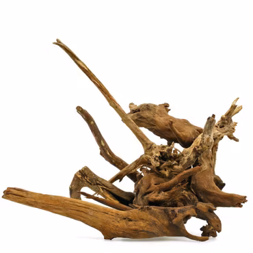 Mangroverot XX-large 50-65 cm