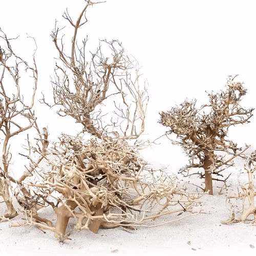 Canopy Wood Medium 20-30 cm