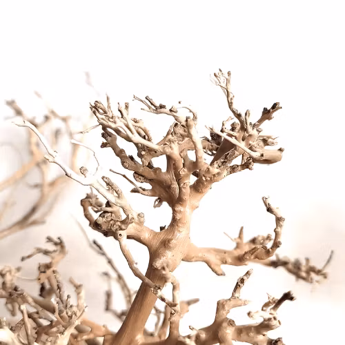 Canopy Wood Medium 20-30 cm