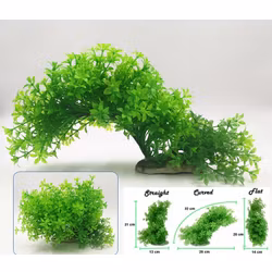 Plastväxt Bacopa 12-21 cm