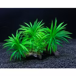 Plastväxt på rot Sagittaria 13 cm