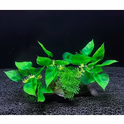 Plastväxt på rot Anubias 11 cm