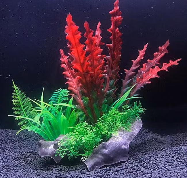 Plastväxt på rot Cryptocoryne red 21 cm