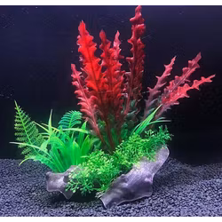 Plastväxt på rot Cryptocoryne red 21 cm