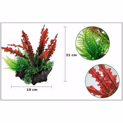 Plastväxt på rot Cryptocoryne red 21 cm