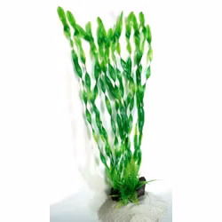 Plastväxt Vallisneria 60 cm