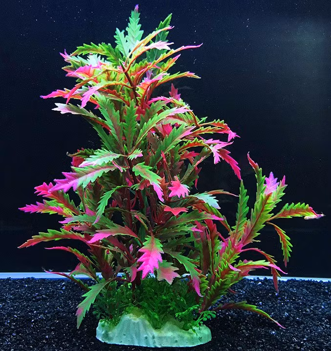 Plastväxt Pinnatifida red 27 cm