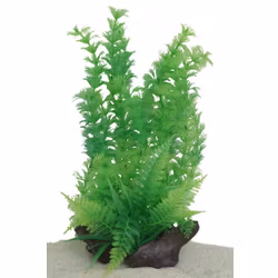 Plastväxt på rot Cabomba 30 cm