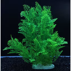 Plastväxt Difformis 27 cm