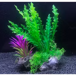 Plastväxt på rot Cryptocoryne 21 cm