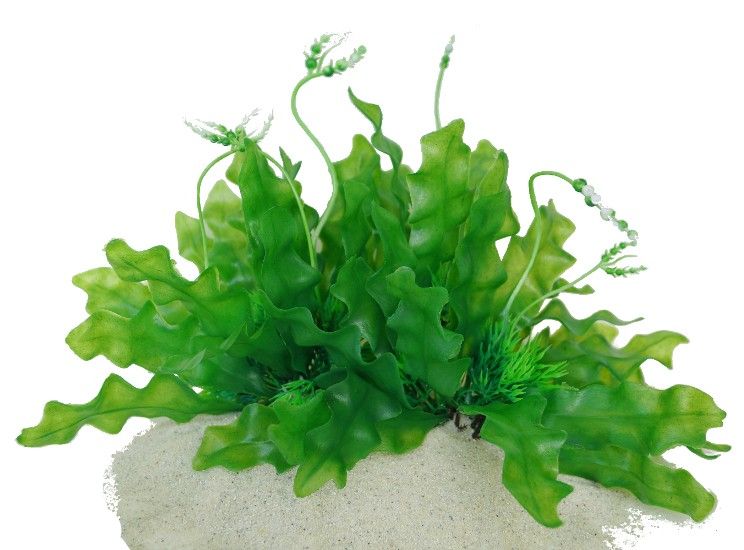 Plastväxt Longiplumulosus 17 cm