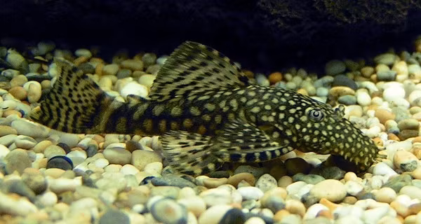 Ancistrus sp.