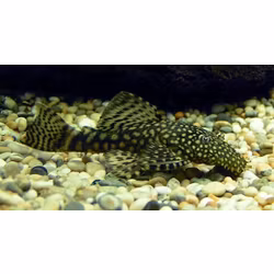 Ancistrus sp.