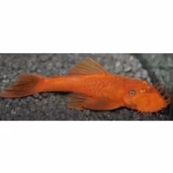 Ancistrus sp. red