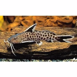 Petricola