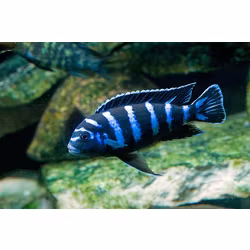 Pseudotropheus Demasoni