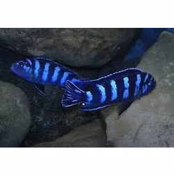 Pseudotropheus Demasoni