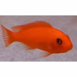 Metriaclima Estherae "Rödzebra" (super röda)