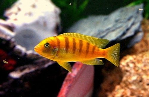 Metriaclima Lombardoi A