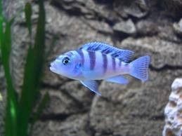 Metriaclima Lombardoi B