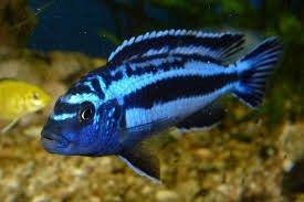 Melanochromis cyaneorhabdos "Maingano"