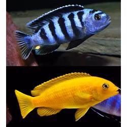 Pseudotropheus Saulosi