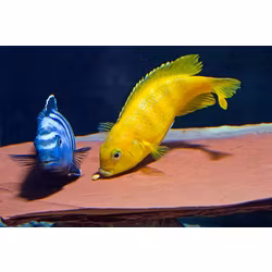 Pseudotropheus Saulosi