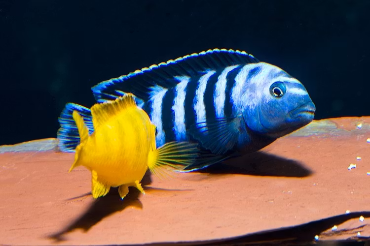 Pseudotropheus Saulosi B