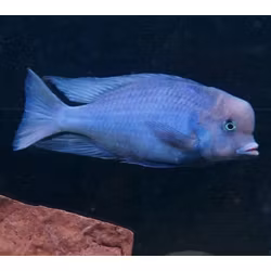 Cyrtocara moorii "Delfinciklid"