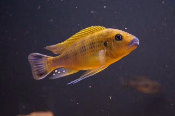 Pseudotropheus williamsi "blue lips"