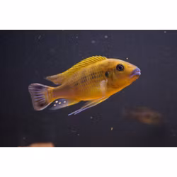 Pseudotropheus williamsi "blue lips"