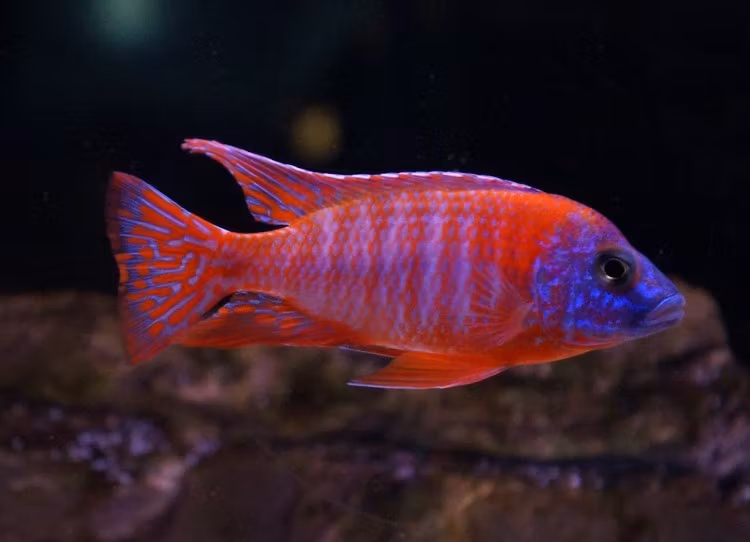 Bilder på fisk