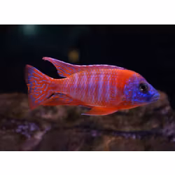 Aulonocara sp. - "Red rubin"