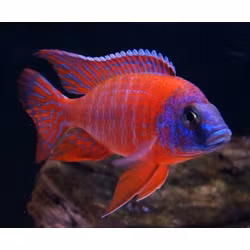 Aulonocara sp. - "Red rubin"