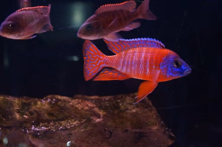 Aulonocara sp. - "Red rubin" B